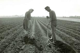 Schwarzweißaufnahme zweier Bio-Landwirte in den 1950ern, die mit Handgeräten lange Gemüsereihen auf einem weiten Feld pflegen.