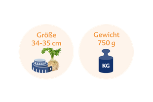 Eine Selleriewurzel mit einem Maßband daneben und einer blauen Gewichtsanzeige mit der Aufschrift "KG".