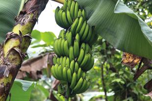 Grüne Bananen der Sorte Gros Michel wachsen in dichten Stauden an einer Bio-Bananenstaude im Dschungel von Costa Rica.
