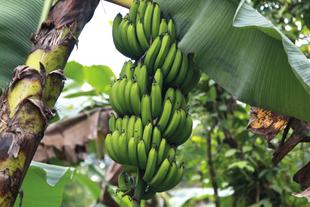 Grüne Bananen der Sorte Gros Michel wachsen in dichten Stauden an einer Bio-Bananenstaude im Dschungel von Costa Rica.