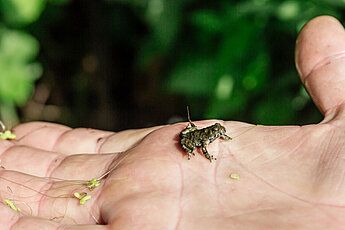 Eine Hand mit einem mini Frosch