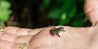 Eine Hand mit einem mini Frosch
