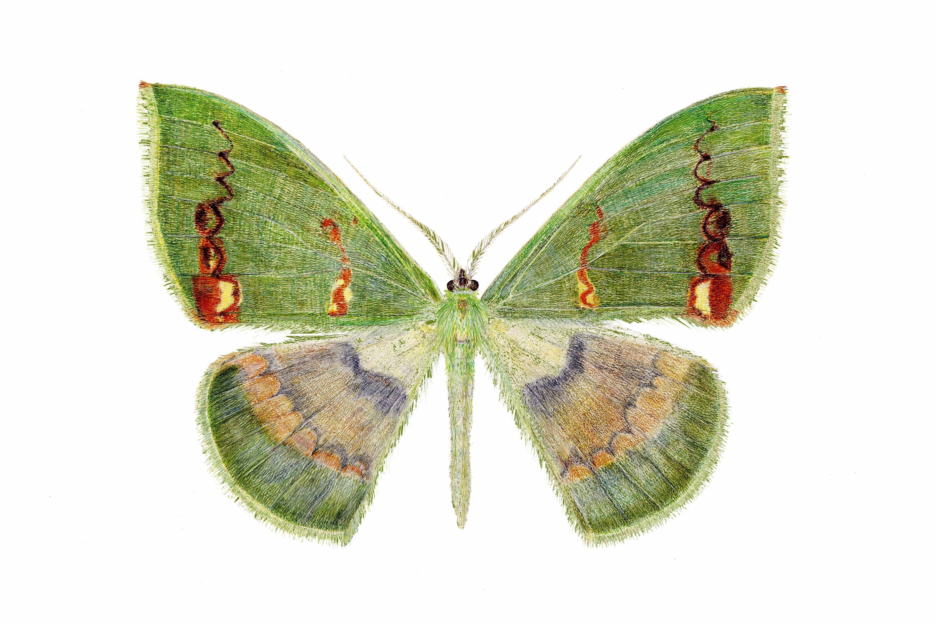 Aquarell des grün schimmernden Falters Rhodochlora claushippi mit ausgebreiteten, bunt gemusterten Flügeln auf weißem Hintergrund