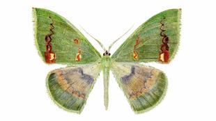 Aquarell des grün schimmernden Falters Rhodochlora claushippi mit ausgebreiteten, bunt gemusterten Flügeln auf weißem Hintergrund