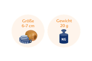 Eine Kiwifrucht neben einem Maßband und einer Gewichtsanzeige, wobei die Kiwi 6-7 cm groß ist und 20 Gramm wiegt.
