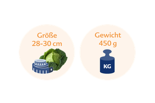Ein Vergleich zwischen der Höhe eines Kohlkopfs und seinem Gewicht in Kilogramm.