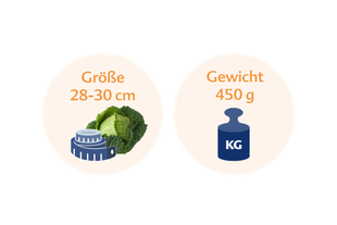 Ein Vergleich zwischen der Höhe eines Kohlkopfs und seinem Gewicht in Kilogramm.