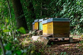 Bienenstöcke auf dem Ehrensberger Hof