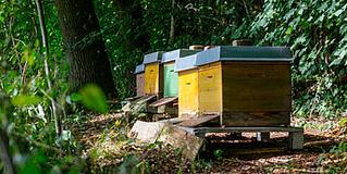 Bienenstöcke auf dem Ehrensberger Hof