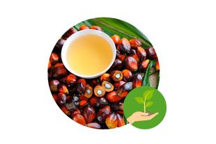 Schale mit hellem Bio-Palmöl auf roten Palmfrüchten, daneben grünes Symbol für nachhaltig angebauten, schonend gewonnenen Rohstoff