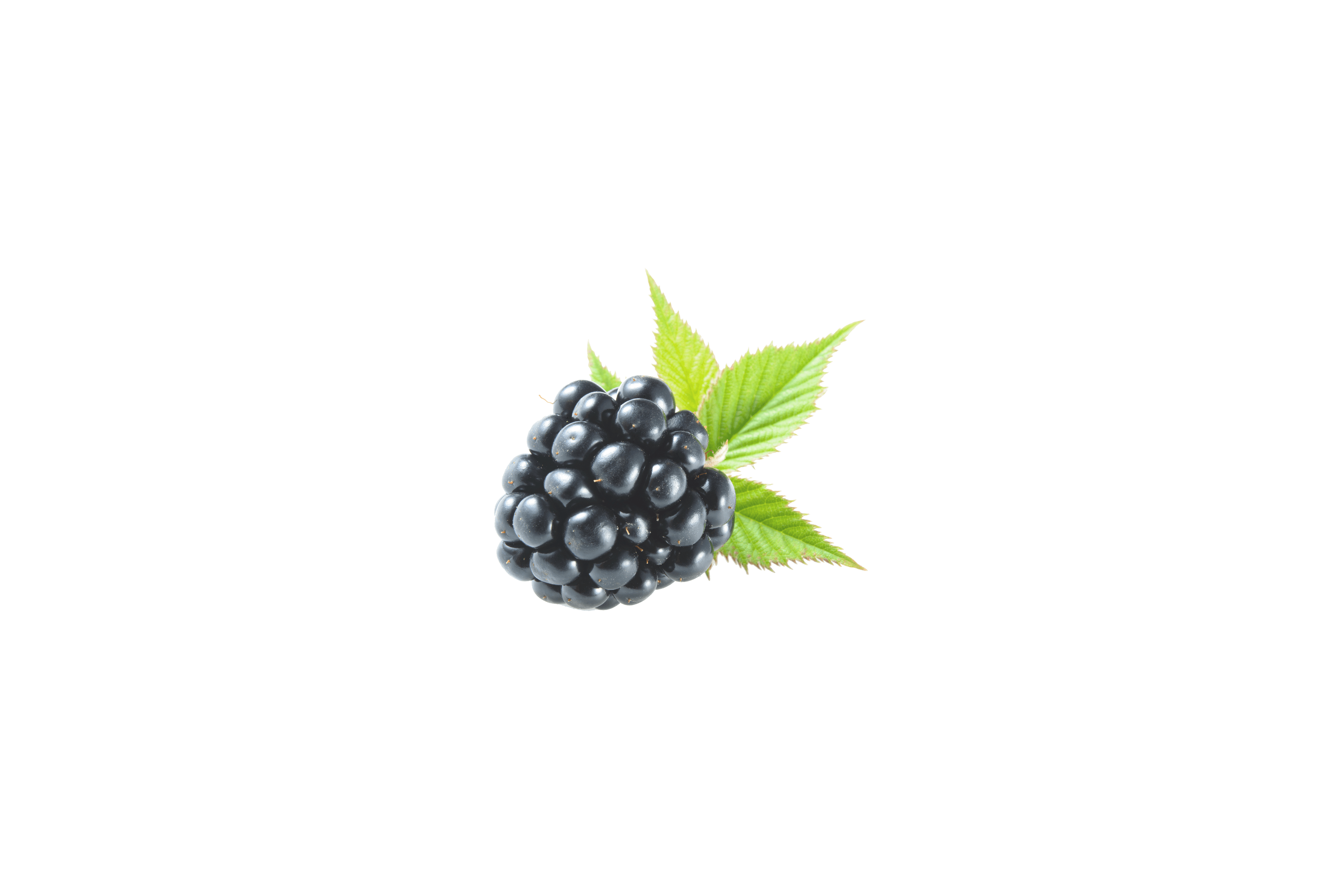 Ein Büschel Brombeeren mit grünen Blättern daran.