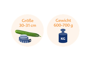 Eine Gurke neben einer blauen Waage, auf der die Länge und das Gewicht der Gurke in deutscher Sprache angegeben sind.