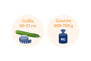 Eine Gurke neben einer blauen Waage, auf der die Länge und das Gewicht der Gurke in deutscher Sprache angegeben sind.