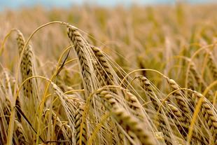Eine Nahaufnahme von goldenen Weizenhalmen, die sich auf einem Feld wiegen.