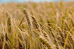 Eine Nahaufnahme von goldenen Weizenhalmen, die sich auf einem Feld wiegen.