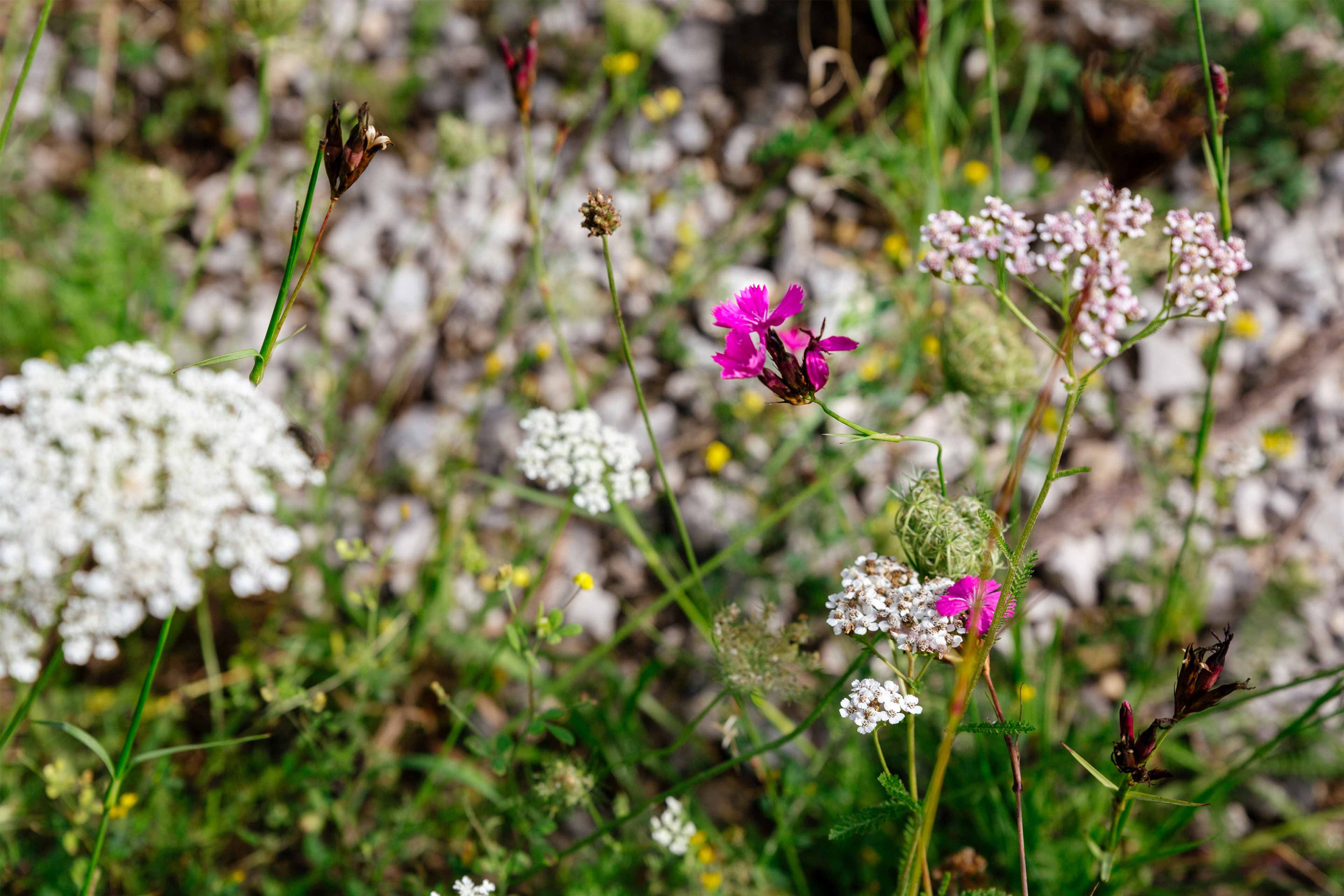 Wilder Garten mit verschiedenen Blütenpflanzen, darunter eine auffällige pinkfarbene Blüte in der Bildmitte