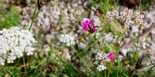 Wilder Garten mit verschiedenen Blütenpflanzen, darunter eine auffällige pinkfarbene Blüte in der Bildmitte