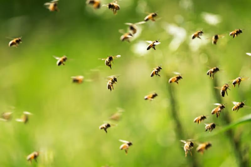 Bienen
