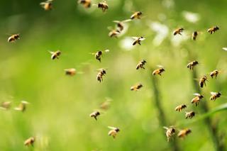 Bienen