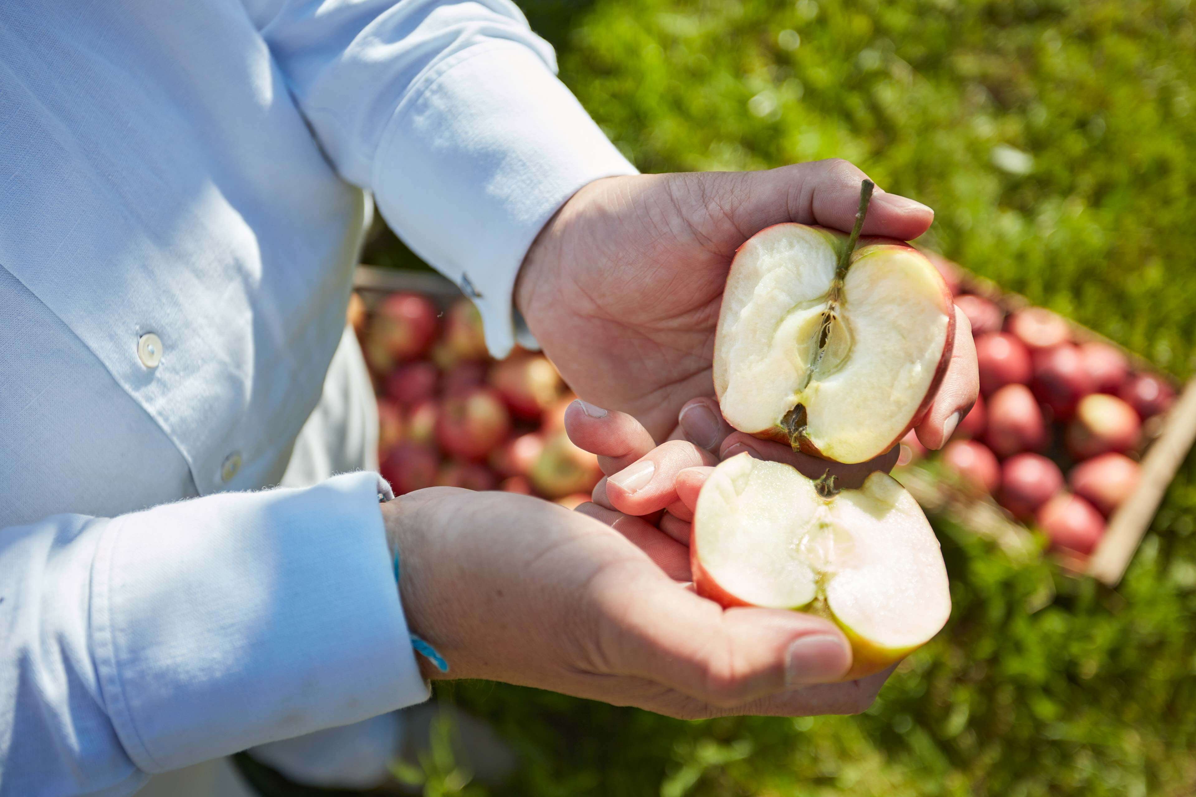 Hände halten einen halbierten roten Apfel, im Hintergrund liegen frisch geerntete Äpfel auf einer Wiese.