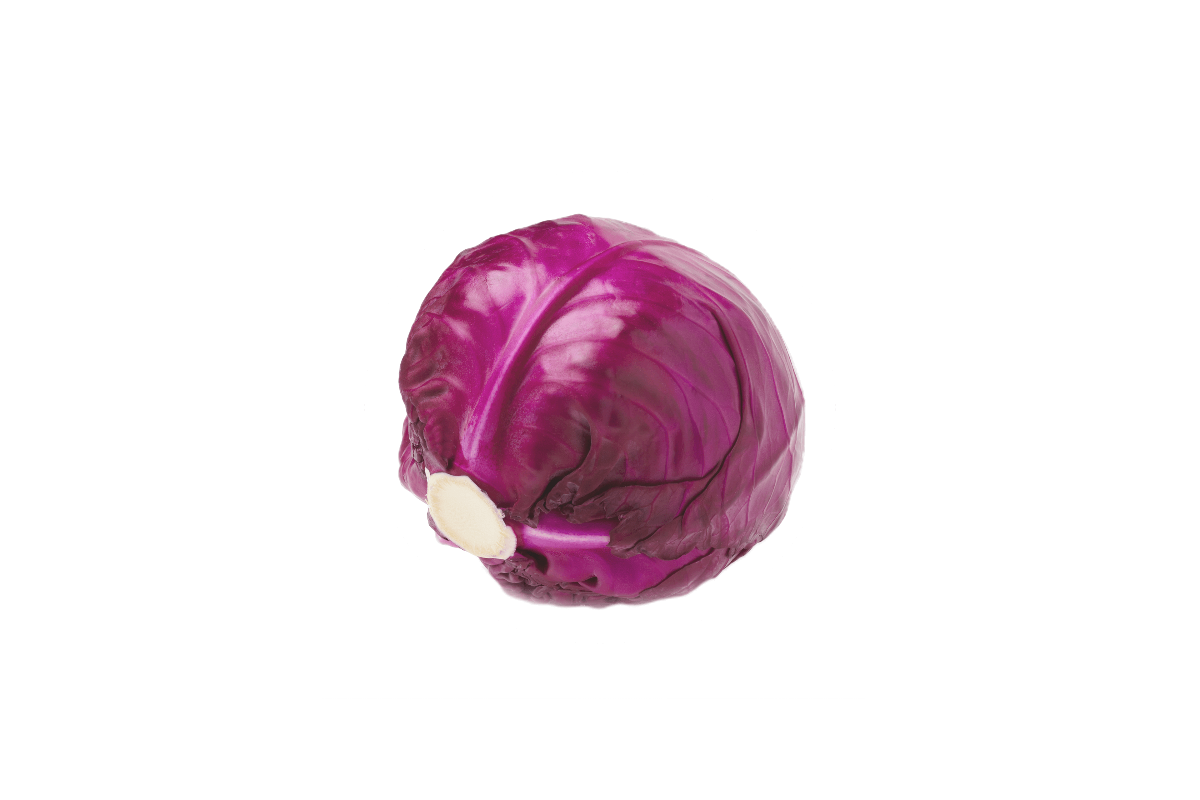 Ein leuchtend violetter Kohl, bei dem die äußeren Blätter intakt sind.
