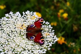 roter Schmetterling