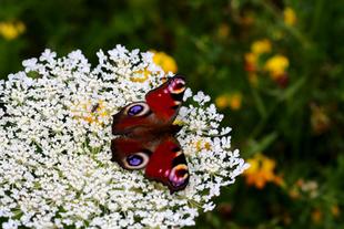roter Schmetterling