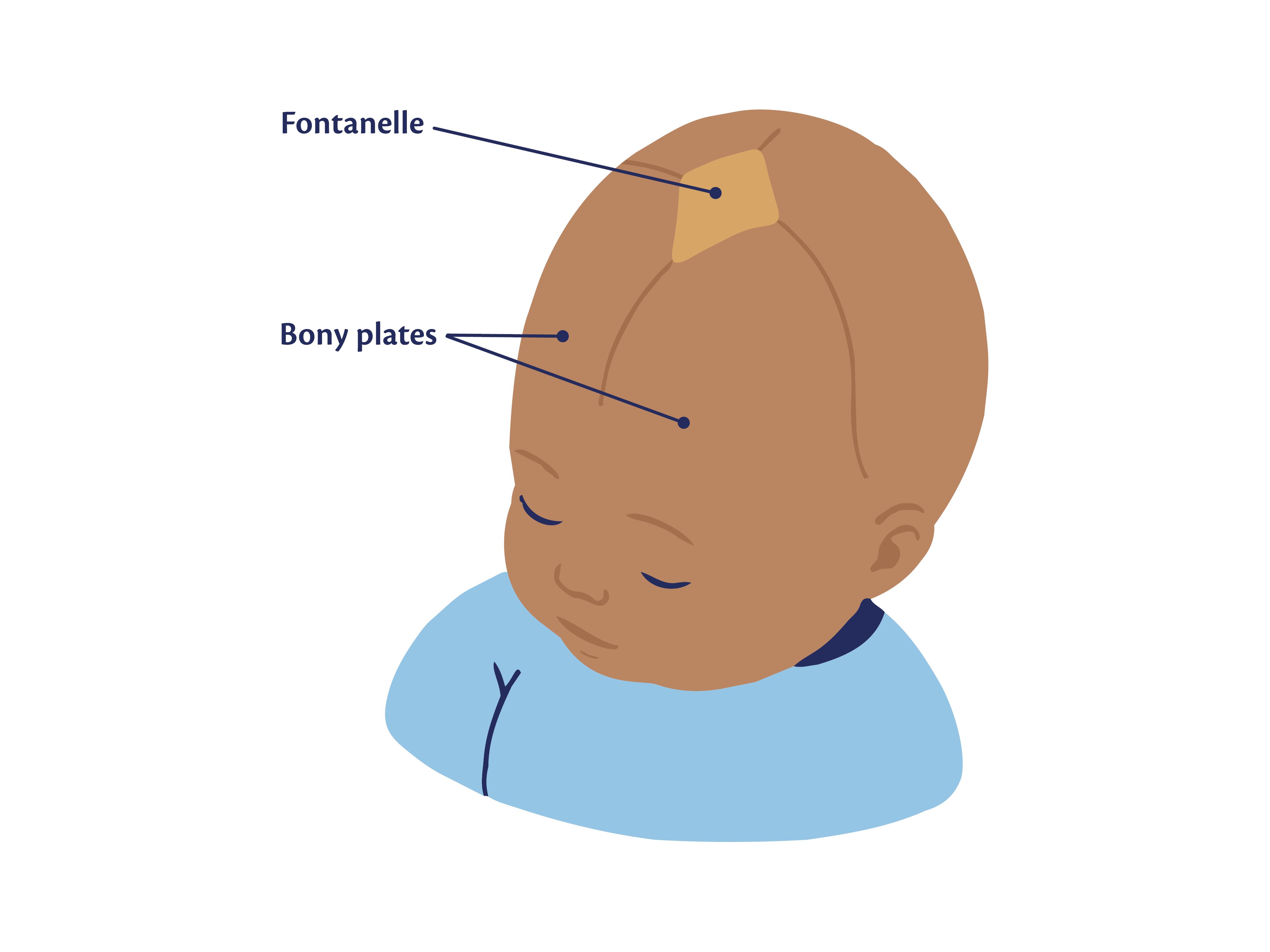 An anatomical illustration of a baby's head from a top-down view. A diamond-shaped soft spot on top of the skull is labelled 'Fontanelle', and lines separating the skull sections are labelled 'Bony plates'.