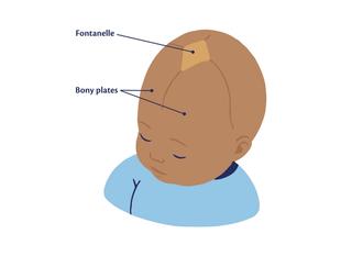 An anatomical illustration of a baby's head from a top-down view. A diamond-shaped soft spot on top of the skull is labelled 'Fontanelle', and lines separating the skull sections are labelled 'Bony plates'.