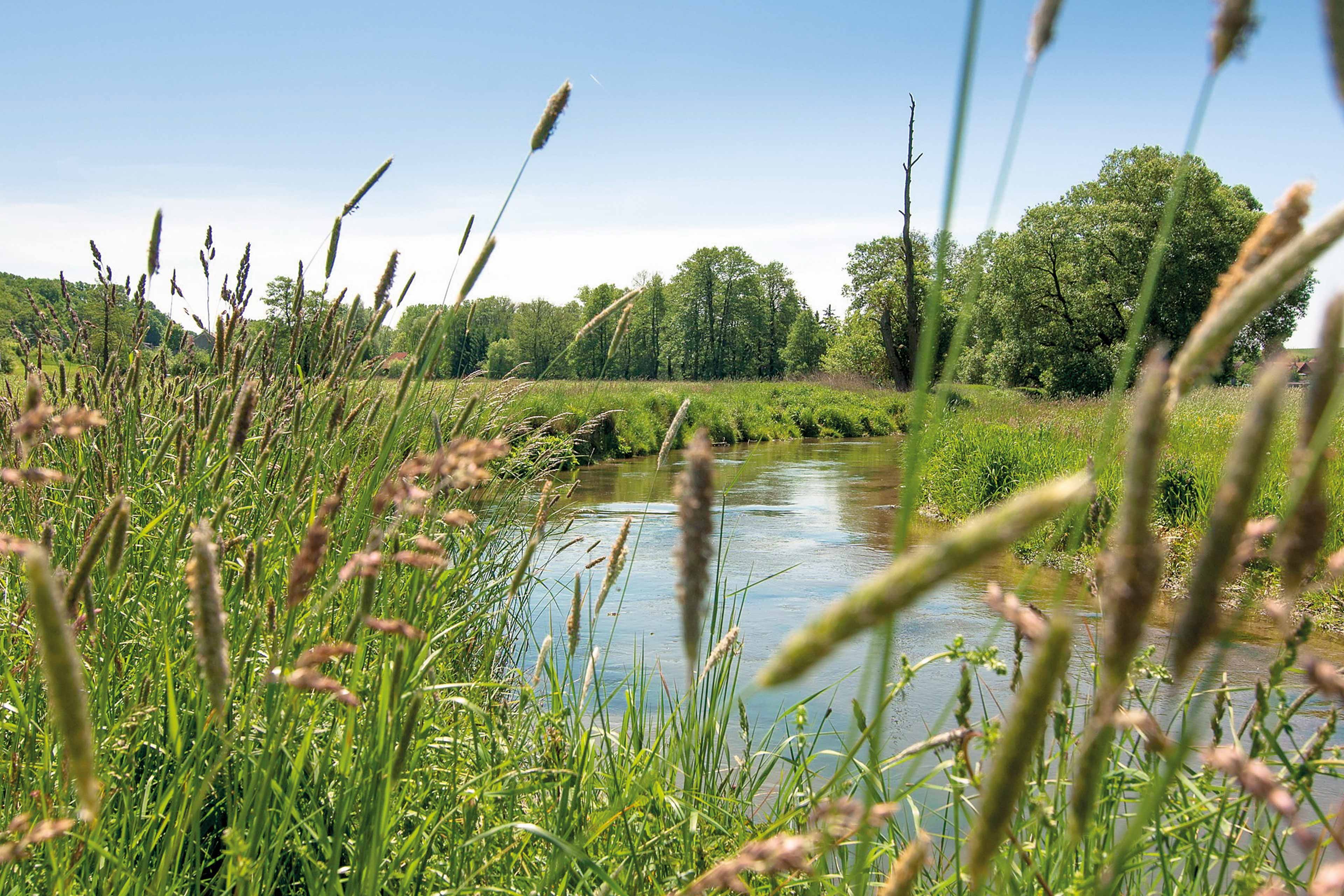 Naturnahe Flusslandschaft mit hohem Ufergras, grünen Wiesen und Bäumen unter blauem Himmel als Symbol für Umweltschutz bei HiPP