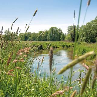 Naturnahe Flusslandschaft mit hohem Ufergras, grünen Wiesen und Bäumen unter blauem Himmel als Symbol für Umweltschutz bei HiPP