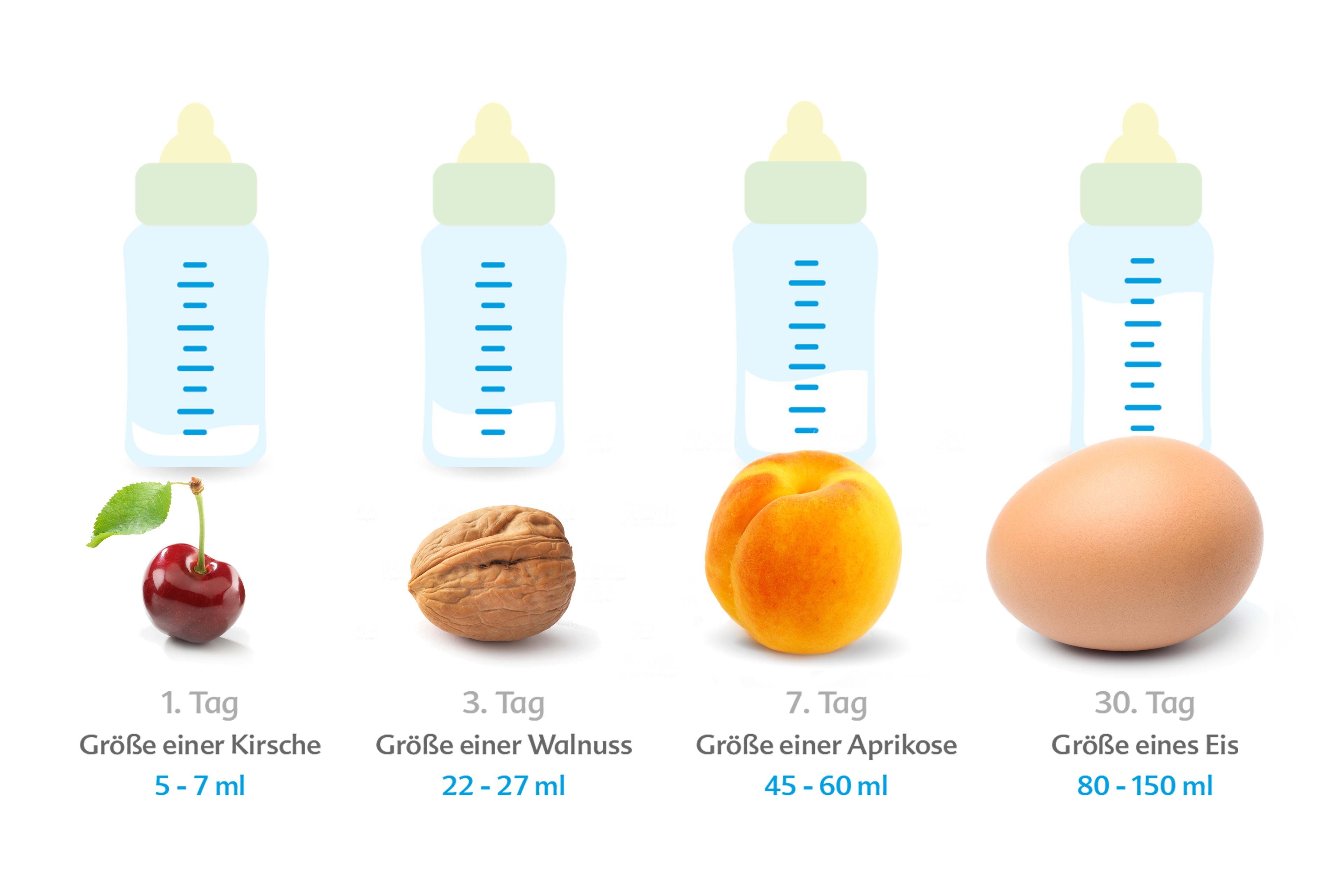 Grafik: Entwicklung der Babymagengröße vom 1. bis 30. Tag, veranschaulicht mit Kirsch-, Walnuss-, Aprikosen- und Ei-Größe in ml