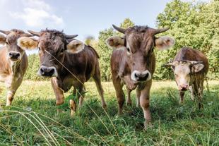 Mehrere Kühe grasen auf einer grünen Weide vor Bäumen – Symbol für naturnahe, tiergerechte Landwirtschaft.