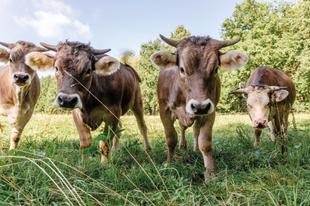Mehrere Kühe grasen auf einer grünen Weide vor Bäumen – Symbol für naturnahe, tiergerechte Landwirtschaft.