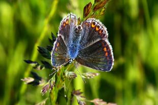 Schmetterling auf Blume