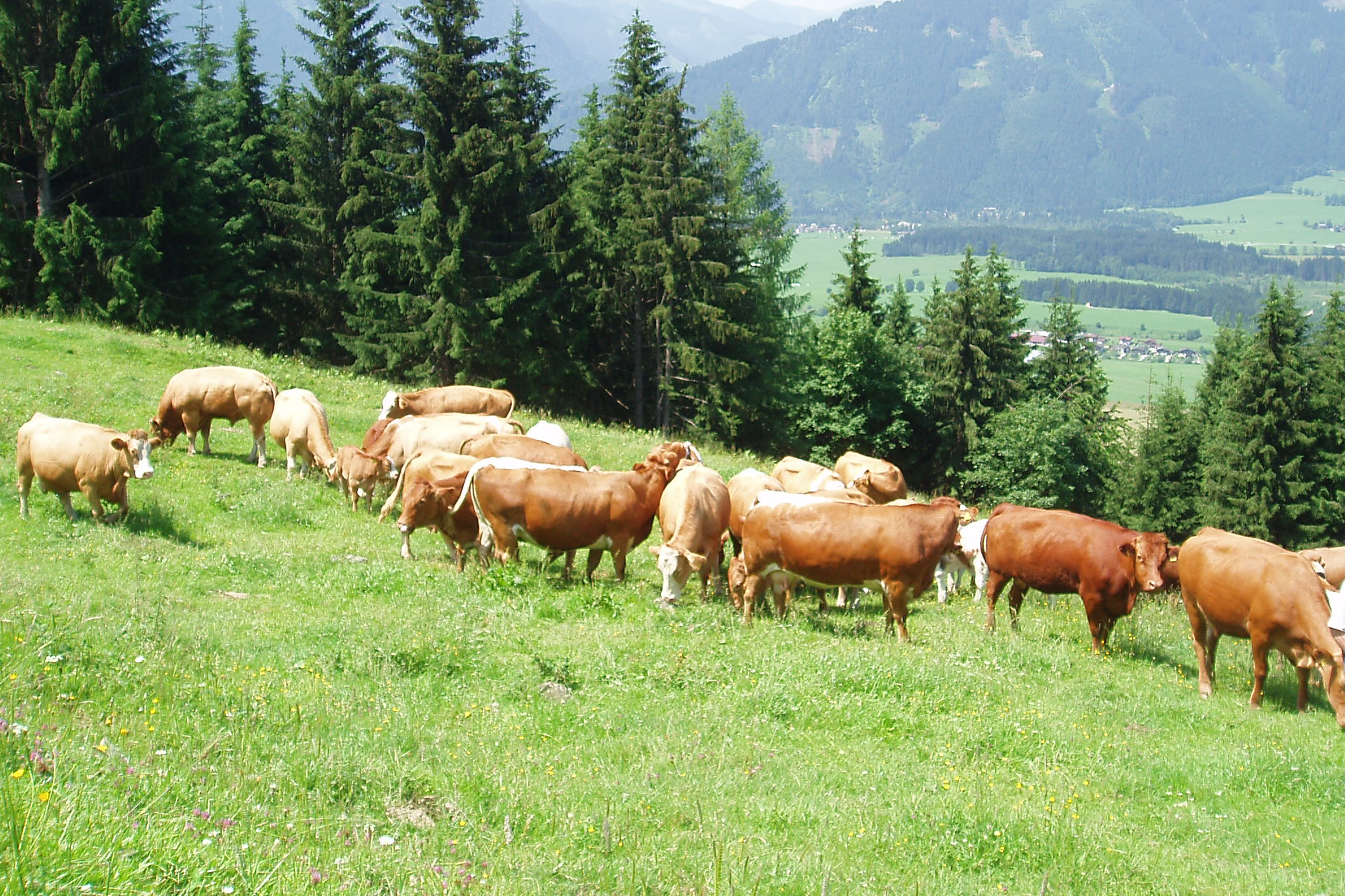Gruppe von Kühen auf einer grünen Wiese vor Nadelbäumen und Bergen im Hintergrund