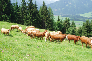 Eine ruhige, ländliche Landschaft mit einer Kuhherde, die auf einer saftig grünen Wiese weidet, umgeben von hohen Kiefern und majestätischen Bergen im Hintergrund.