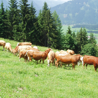 Bio-Kühe weiden auf einer grünen Almwiese vor Bergkulisse – natürliche Haltung für hochwertige Bio Milch.