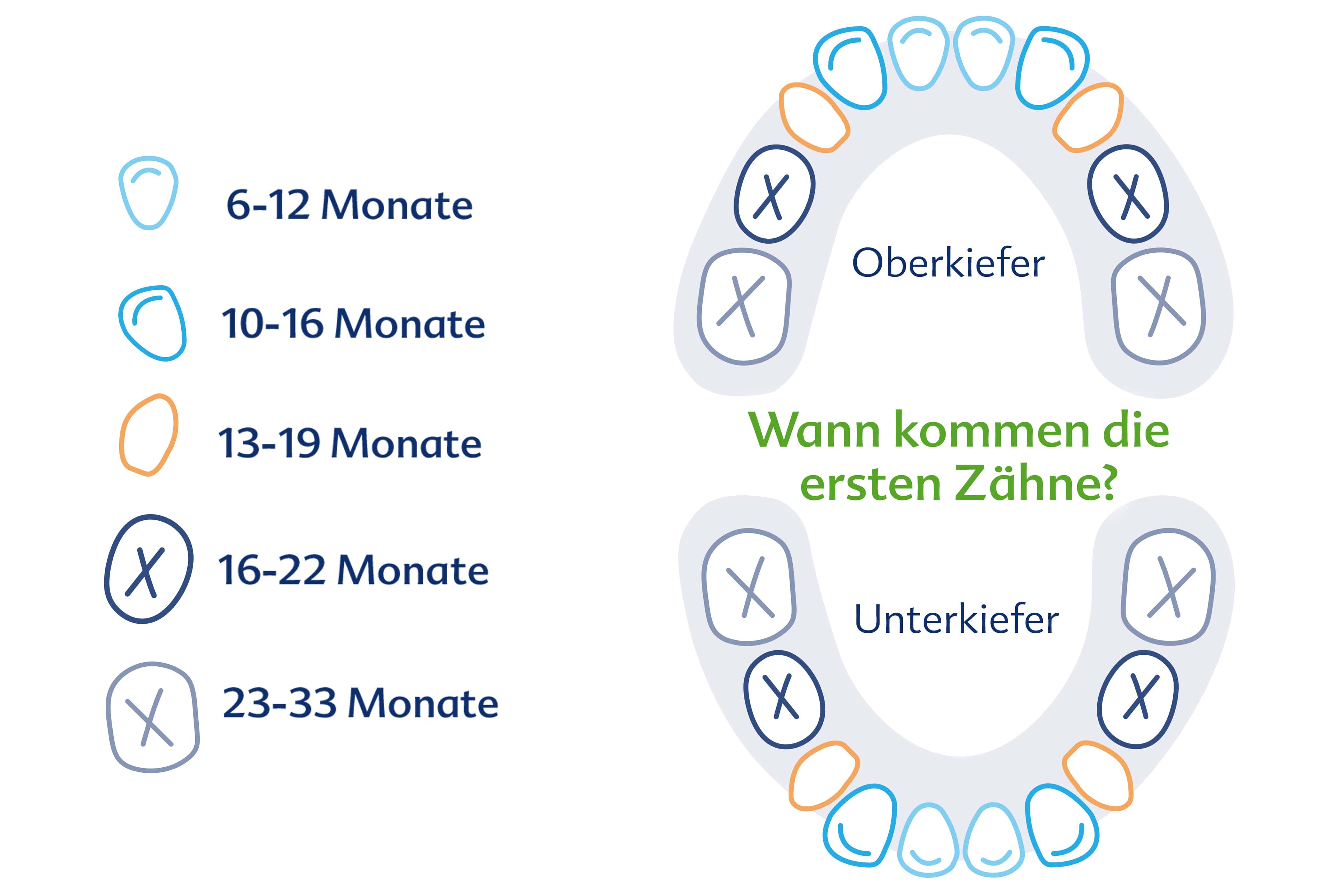 Die typischen Entwicklungsstadien der Zähne eines Kindes, von 6-12 Monaten bis 23-33 Monaten, mit Schwerpunkt auf dem Durchbruch der ersten und zweiten Backenzähne.