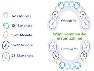 Die typischen Entwicklungsstadien der Zähne eines Kindes, von 6-12 Monaten bis 23-33 Monaten, mit Schwerpunkt auf dem Durchbruch der ersten und zweiten Backenzähne.