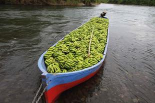 Mit grünen Bio-Bananen voll beladenes Holzboot fährt auf einem Fluss im Dschungel von Costa Rica.