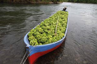 Mit grünen Bio-Bananen voll beladenes Holzboot fährt auf einem Fluss im Dschungel von Costa Rica.
