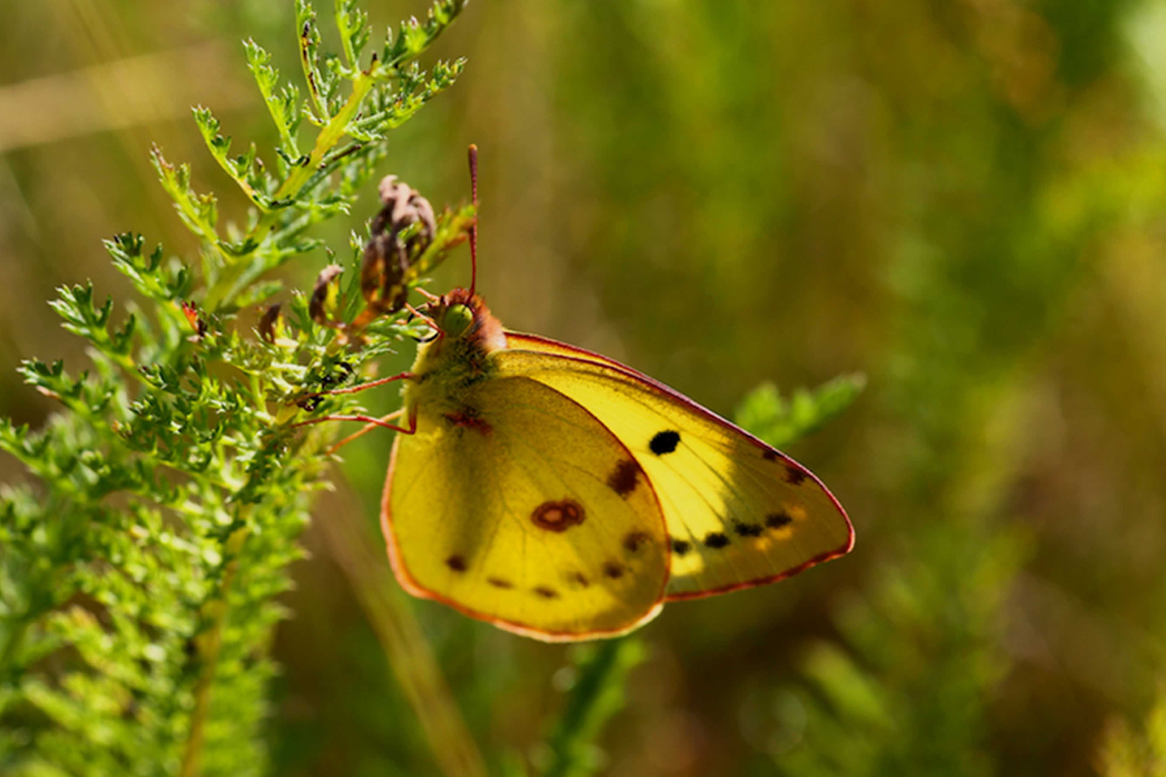 gelber Schmetterling