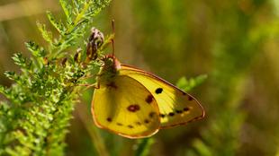 gelber Schmetterling
