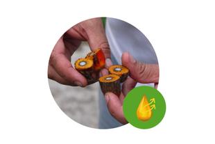 Hände halten aufgeschnittene Palmölfrüchte, daneben ein Symbol für schonend gewonnenes, hochwertiges Palmöl.