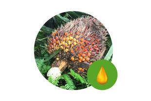 Frisch geernteter Palmölfruchtstand im grünen Blattwerk, daneben ein grünes Symbol mit goldenem Öltropfen für hochwertiges Palmöl