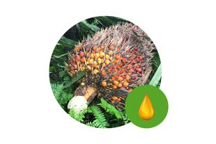 Frisch geernteter Palmölfruchtstand im grünen Blattwerk, daneben ein grünes Symbol mit goldenem Öltropfen für hochwertiges Palmöl