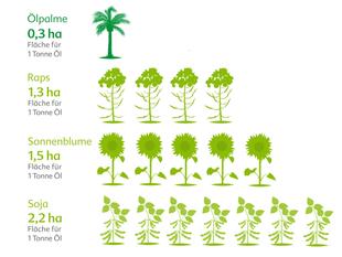 Grafik vergleicht Flächenbedarf: Ölpalme 0,3 ha, Raps 1,3 ha, Sonnenblume 1,5 ha, Soja 2,2 ha pro Tonne Öl mit Pflanzensymbolen.