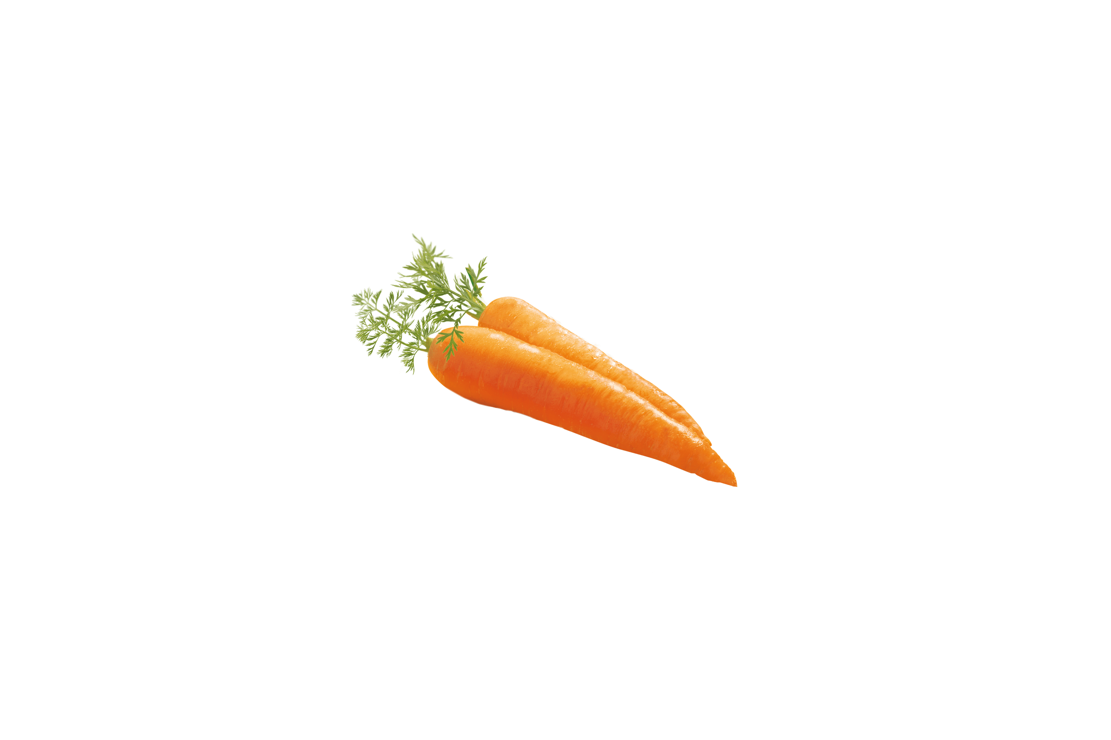 Zwei frische Möhren mit grünen Spitzen.