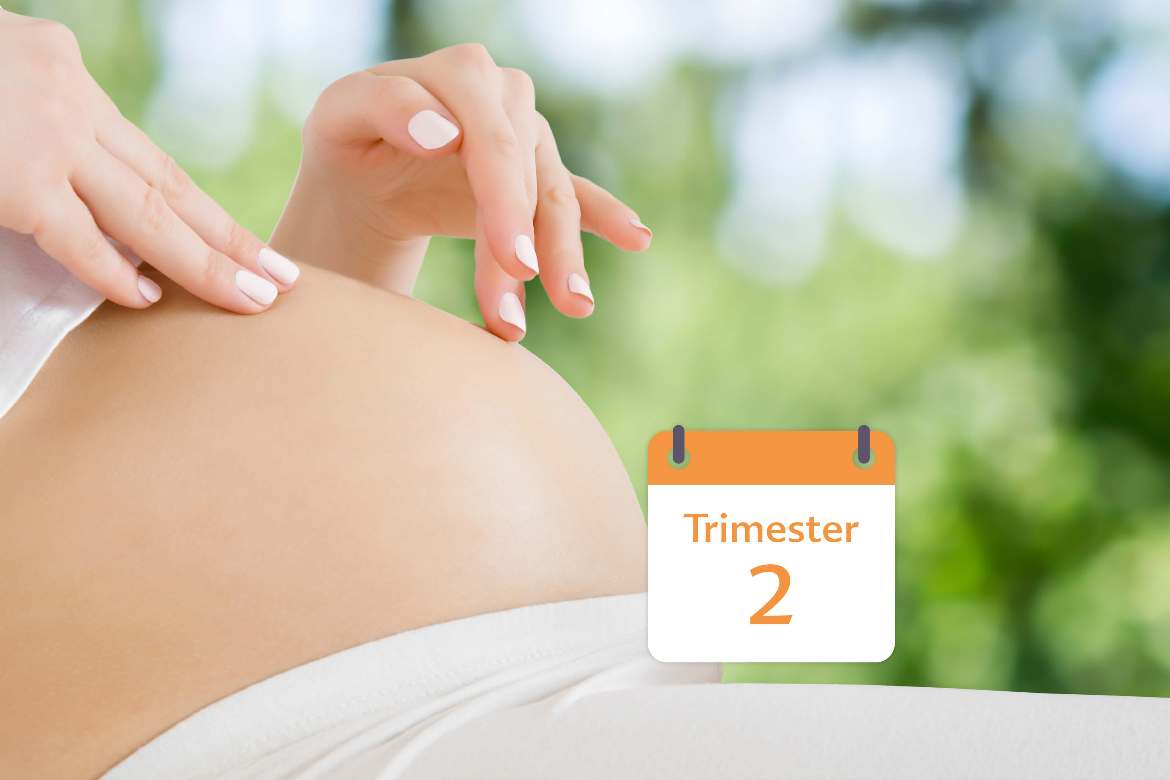 Eine Nahaufnahme des Bauches einer schwangeren Frau, deren Hand ihn sanft berührt, und ein Kalender, der "Trimester 2" anzeigt.